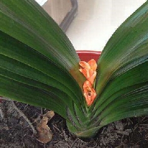 若爱便要狠狠爱的头像