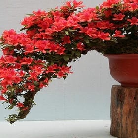 寂寞的幽魂的头像