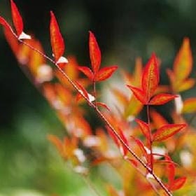 傲娇范女王的头像
