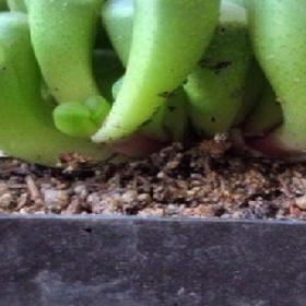 又菡的头像