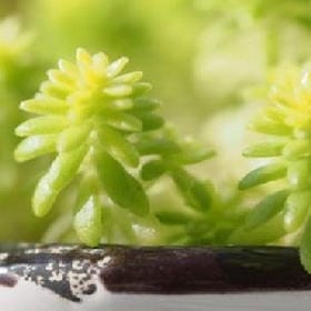 小熊可可茶的头像