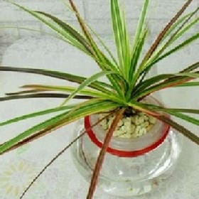 青山共有期的头像