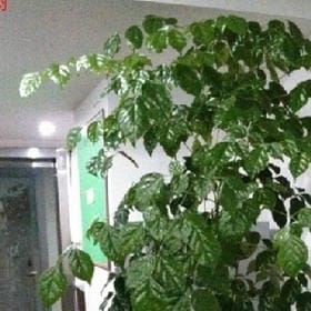 扯脸笑容的头像