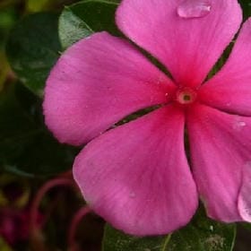 灼灼桃花仙的头像