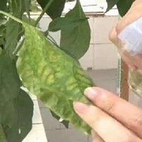 旋律來回憶的头像
