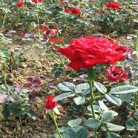 满眼是繁星的头像