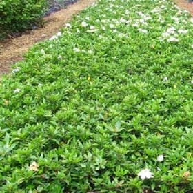 悠远沉重的头像