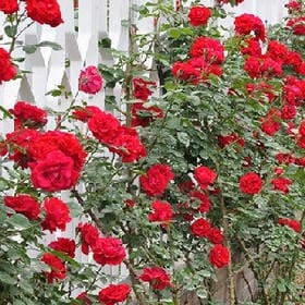君踏桃花归的头像