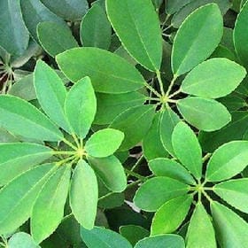 当年醉花的头像