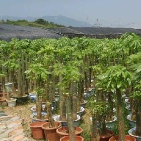 质子的头像