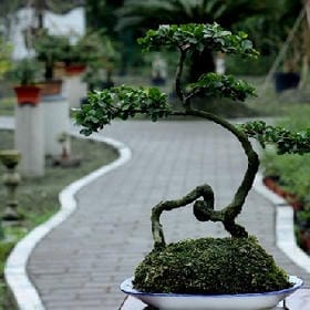 西柚甜心的头像