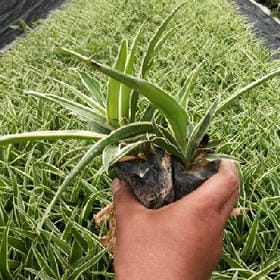 孤身走我路的头像