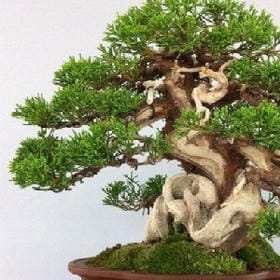 裂肺的头像