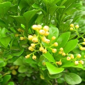 羡鱼的头像