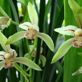 宋尐醉易夬的头像