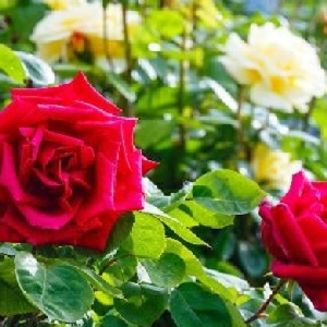 萌气满分的头像