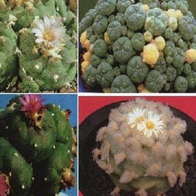 血族小公主的头像