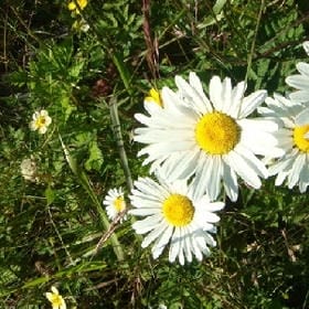 荫下红颜的头像