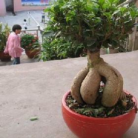 春风正得意的头像