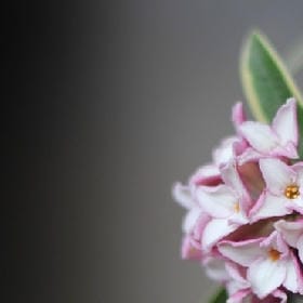 一朵向阳花的头像
