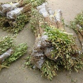 红尘为君舞的头像