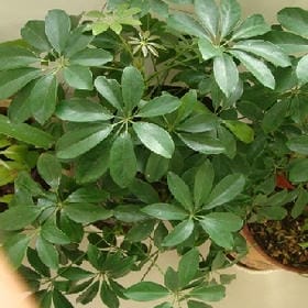 杀手级人物的头像