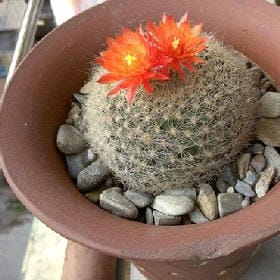 苦尽甘来的头像