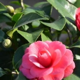 私藏桃花的头像