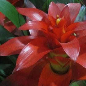 冰雪玫瑰的头像