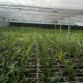 半途而废的头像