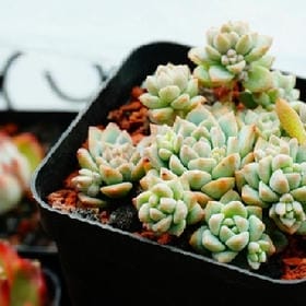 岛国红人的头像