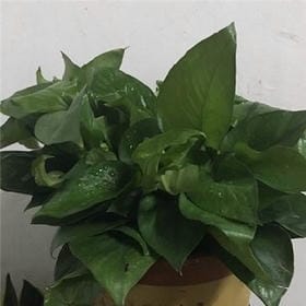 光明与黑暗的头像