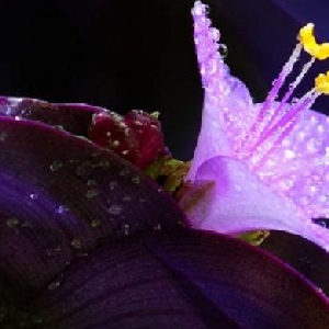 染墨若流云的头像