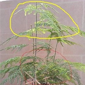 泣娥孤逐芳的头像