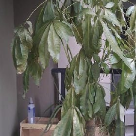 江畔旧时月的头像