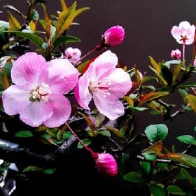 青衫灼桃花的头像