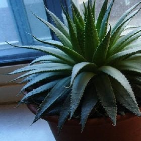 何必要矜持的头像