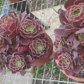 深染樱花色的头像