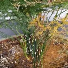 过心灵芳草的头像
