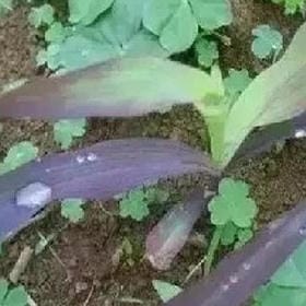 春色七分甜的头像