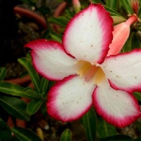 最是蝶恋花的头像
