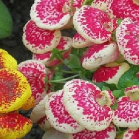 芜訫嗳仩祢的头像