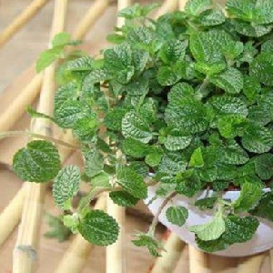 远赴惊鸿宴的头像