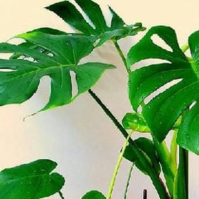 喜欢你如何的头像