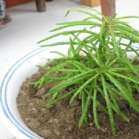 白衫故人的头像