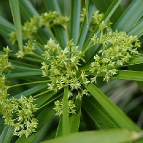 眼神深陷的头像