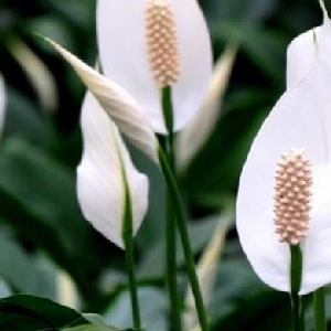 无刺的小蔷薇的头像