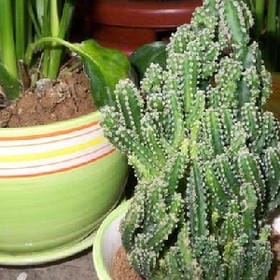 坚强小姐的头像