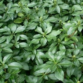 绫罗缎的头像