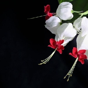 夏末涼薄的头像